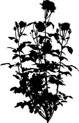 black rose lush bush isolated on white