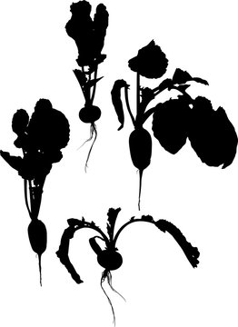 four radish black silhouettes on white