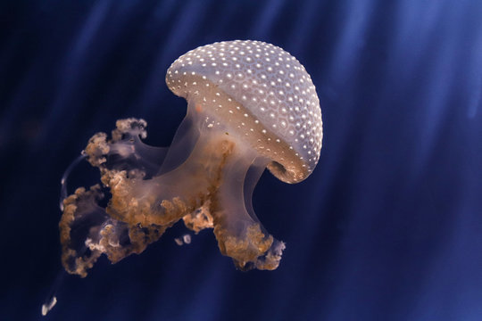 medusa acquario genova