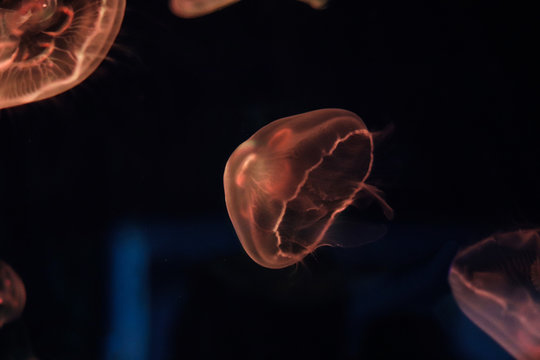 medusa acquario genova