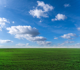 Green field and blue sky