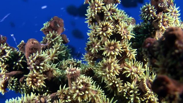 Soft corals underwater on background of blue seabed in Maldives. Unique video footage. Abyssal relax diving. Natural aquarium of sea and ocean. Beautiful animals.