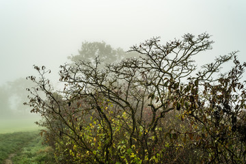 Herbst