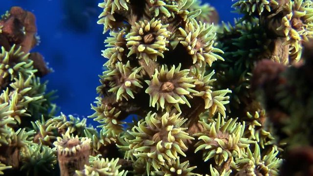 Soft corals underwater on background of blue seabed in Maldives. Unique video footage. Abyssal relax diving. Natural aquarium of sea and ocean. Beautiful animals.