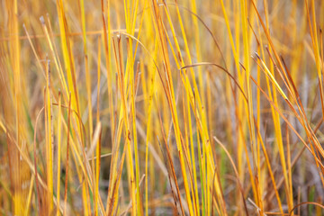 autumn plants background