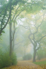 Nebel im Herbst in einem Park