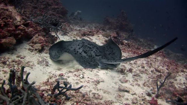 Manta ray ramp fish underwater on background of amazing seabed in Maldives. Unique video footage. Abyssal relax diving. Natural aquarium of sea and ocean. Beautiful animals.