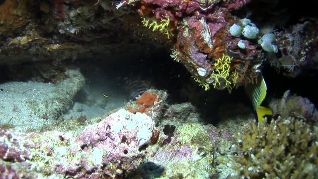 Spotted black fish hiding in corals underwater on background of seabed Maldives. Unique video footage. Abyssal relax diving. Natural aquarium of sea and ocean. Beautiful animals.