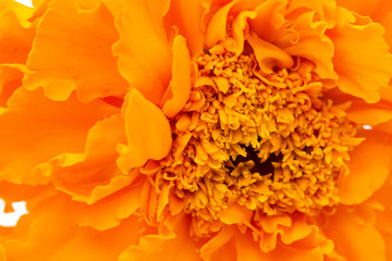 orange flower on a white background