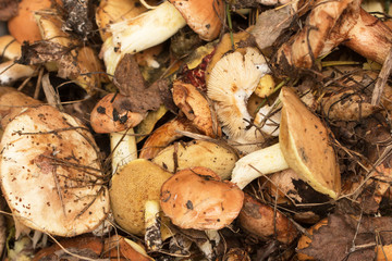 Forest mushrooms
