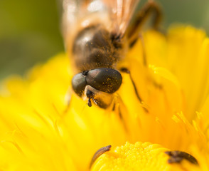 a bee on a flower