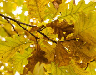 old autumn oak leaves as background