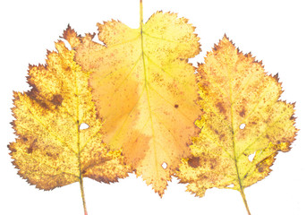 yellow autumn leaves on a white background