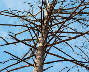 tree branches against the sky