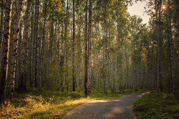 Fototapeta premium The way in the park for exercise and relax. Nature background