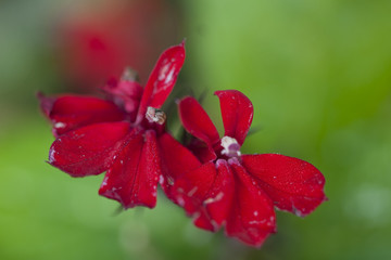 lobelia fulgens, Queen Victoria