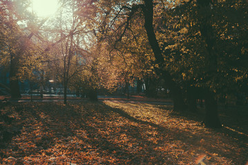 Autumn city park