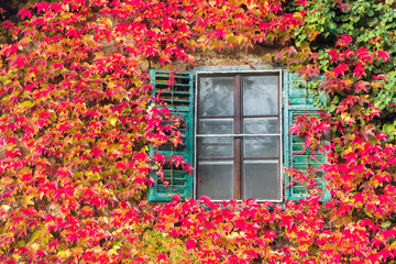 Fototapeta na wymiar Colors of autumn: old shabby window under colorfull plants 