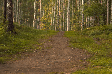 Obraz premium The way in the park for exercise and relax. Nature background