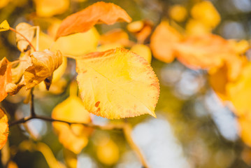 Autumn yellow leaves
