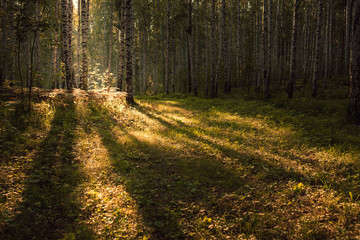 The forest for exercise and relax. Nature background