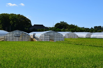 Fototapeta premium ビニールハウス