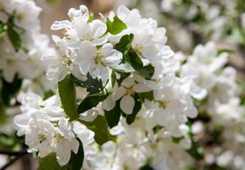 Spring apple orchard