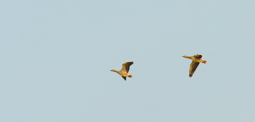 Geese flying in a blue cloudy sky in autumn

