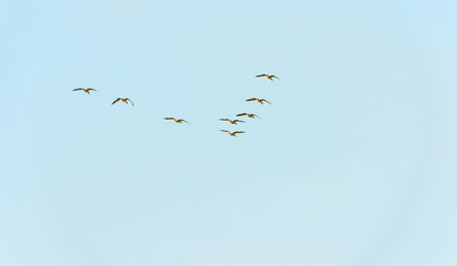 Geese flying in a blue cloudy sky in autumn
