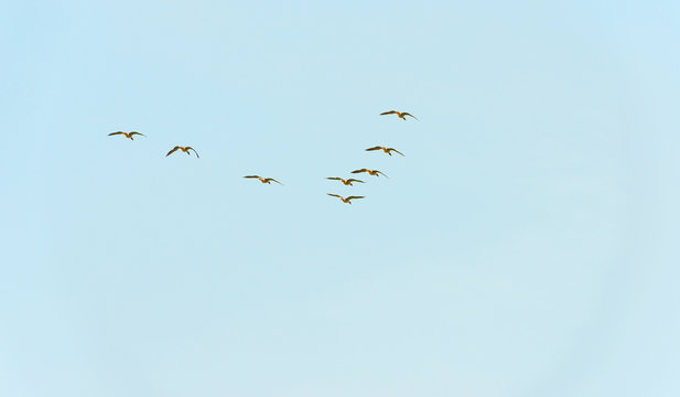 Geese flying in a blue cloudy sky in autumn

