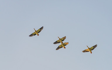 Geese flying in a blue cloudy sky in autumn
