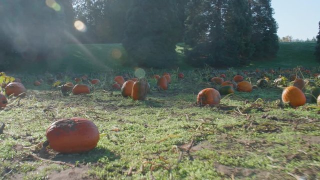 Patch of Rotten Pumpkins