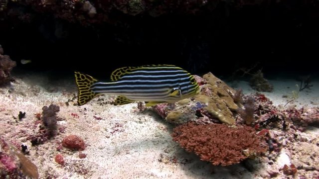 Fish grumbler grouse underwater on background of amazing seabed in Maldives. Unique video footage. Abyssal relax diving. Natural aquarium of sea and ocean. Beautiful animals.
