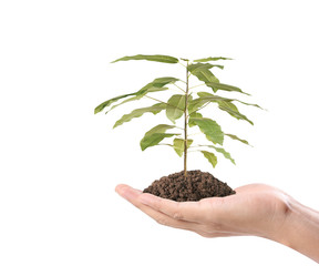 human hands holding sprout