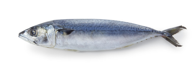 さば(背景白飛ばし、影イキ)