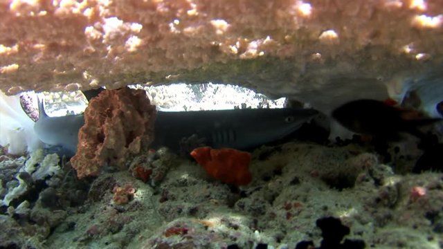 Reef shark underwater on background of amazing coral in seabed Maldives. Unique amazing video footage. Abyssal relax diving. Natural aquarium of sea and ocean. Beautiful animals.