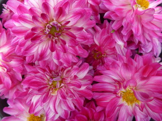 pink dahlias, georgines