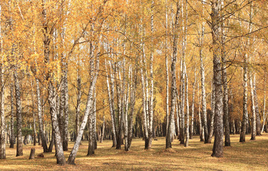 beautiful scene in yellow autumn birch forest in october with fallen yellow autumn leaves