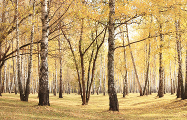 beautiful scene in yellow autumn birch forest in october with fallen yellow autumn leaves