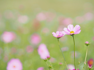 コスモス