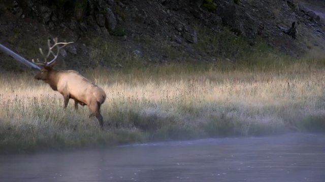 Bull Elk climbing out of river at dawn on cold foggy day.