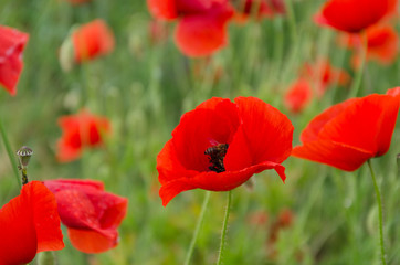 red poppies. on a background of green grass.
