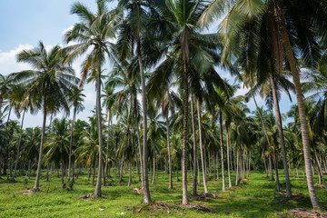 Coconut plantation in Asia