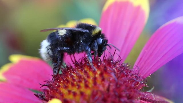 Pollination -  bumle bee in flower