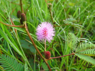 Grass flowers
