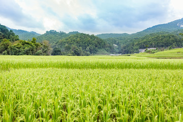rice field view in thailand