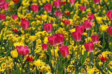 Obraz premium Blumen im Frühling