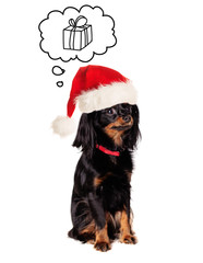 Little Dog in Santa Hat on White Background