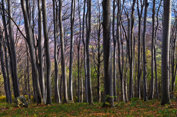 Fototapeta premium Dense forest at Homolje mountains on a sunny autumn day, east Serbia