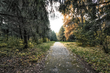 Obraz premium autumn loneliness on a desert old forest path